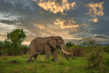 Elephant in Queen's Elizabeth National Park in Uganda, Africa