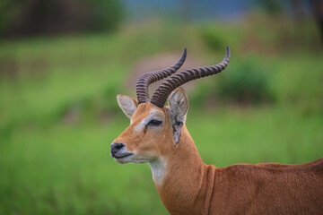 Impala antelope in Queen's Elizabeth National Park in Uganda, Africa
