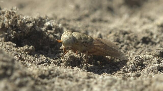 Horse-flies or horsefliesare true flies in family Tabanidae in insect order Diptera. Macro view insect gadfly in wildlife