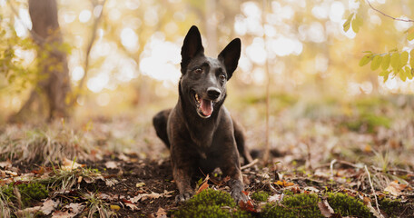 adorable dutch and belgian shepherd malinois mixed breed dog lying down on the ground in a forest...