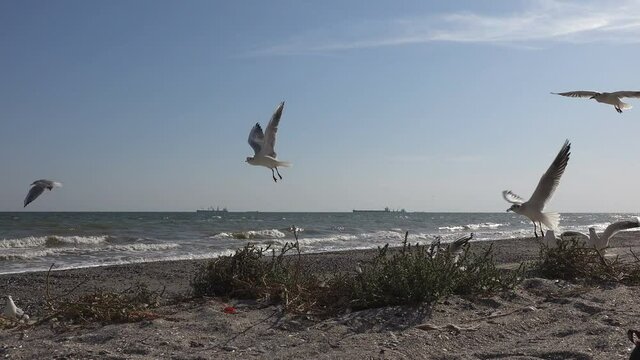 Seagulls found food on seashore, flapping their wings against  background of open sea and gnarling in roadstead