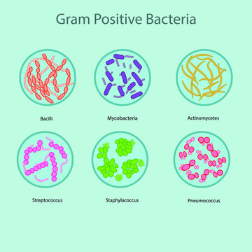 Set of gram positive bacteria vector illustration -Streptococcus, Staphylacoccus, Bacilli, Mycobacteria, Actinomycete - for microbiology education