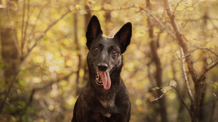 adorable dutch and belgian shepherd malinois mixed breed dog sitting on a path in a forest in autumn