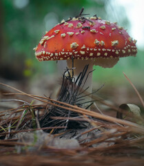 
amanita on the floor with pine needles