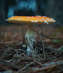 orange fungus on the floor with pine needles