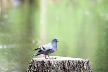 Pigeon grey sits on a stump, rock dove (Columba livia). City birds.