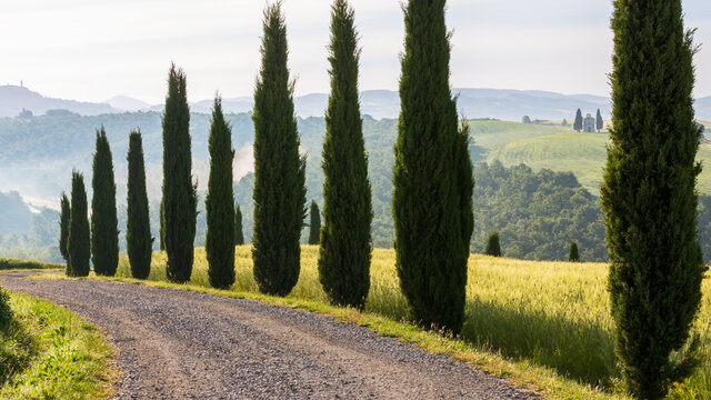 Dirt track and cypress trees, Capella di Vitaleta, Val d'Orcia
