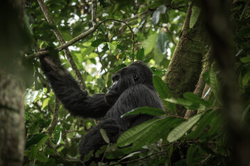Fototapeta premium Gorilla family with silverback in Bwindi Impenetrable Forest, Uganda, Africa