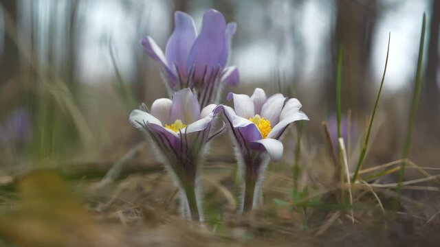 Beautiful purple flowers in the forest - Pulsatilla patens pasque flower or prairie crocus. Pulsatilla patens is a species of flowering plant in the family Ranunculaceae