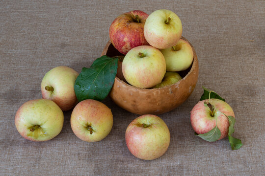 Honey Crisp Apples On Brown Tablecloth, Autumn Harvest In California Concept