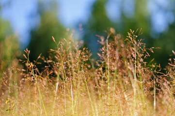 Summer yellow grass on the lawn against the background of green forest