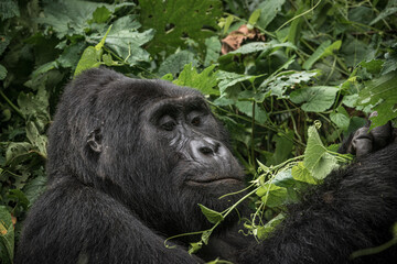 Gorilla family with silverback in Bwindi Impenetrable Forest, Uganda, Africa