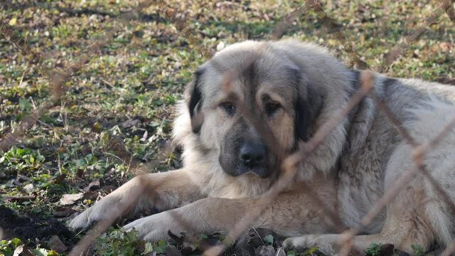 A large dog is lying on the grass in a fenced area for dogs.