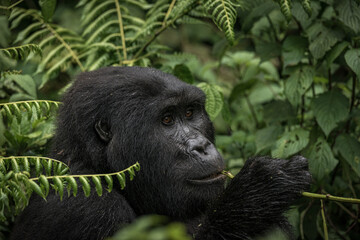 Gorilla family with silverback in Bwindi Impenetrable Forest, Uganda, Africa