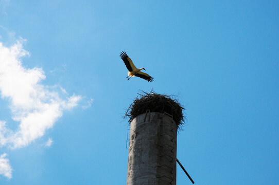 stork flies into the nest