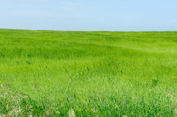 Green summer grass on blue sky background