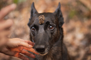 adorable dutch and belgian shepherd malinois mixed breed dog balancing an acorn on her head in a forest in autumn