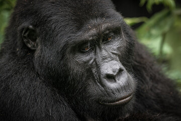 Gorilla family with silverback in Bwindi Impenetrable Forest, Uganda, Africa