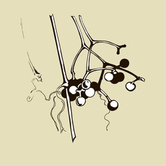 isolated element berry branch graphics ink vector
