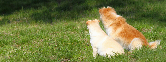 Pair of fawn-haired dogs side by side and seen from behind on a lawn.