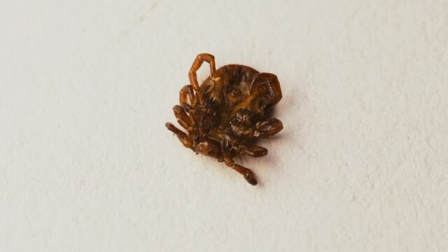 Tick lies upside down and wiggles its legs. Ventral view of injured meadow tick, not being able to walk. Extreme macro.