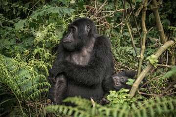 Gorilla family with silverback in Bwindi Impenetrable Forest, Uganda, Africa