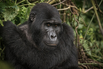 Gorilla family with silverback in Bwindi Impenetrable Forest, Uganda, Africa