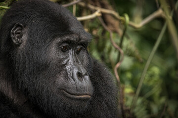Gorilla family with silverback in Bwindi Impenetrable Forest, Uganda, Africa