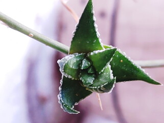 Nature in macro - Edited 7