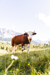 cow in the mountains