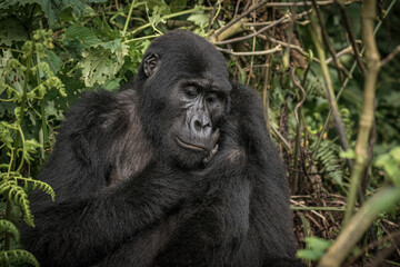 Gorilla family with silverback in Bwindi Impenetrable Forest, Uganda, Africa