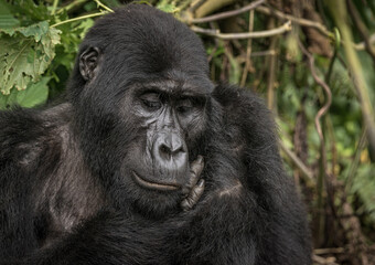 Gorilla family with silverback in Bwindi Impenetrable Forest, Uganda, Africa