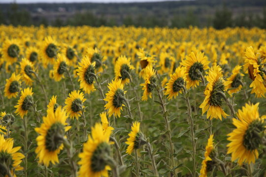 Field of Sun flowers in Mordovia