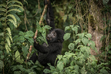 Gorilla family with silverback in Bwindi Impenetrable Forest, Uganda, Africa