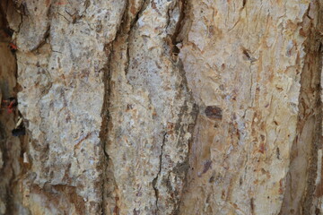 Tree bark. Wood moss. Abstract background. Macro.