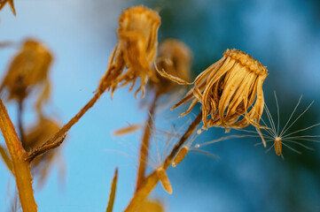 Dry dandelion branches 