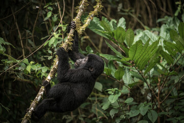Gorilla family with silverback in Bwindi Impenetrable Forest, Uganda, Africa