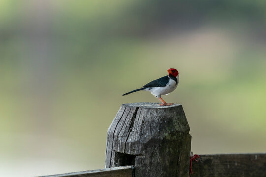 The Yellow-billed cardinal (Paroaria capitata)