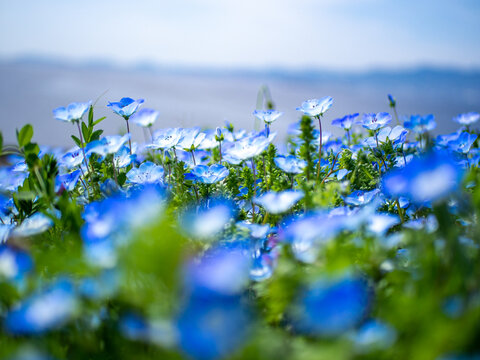 ネモフィラ属 Images Browse 192 Stock Photos Vectors And Video Adobe Stock