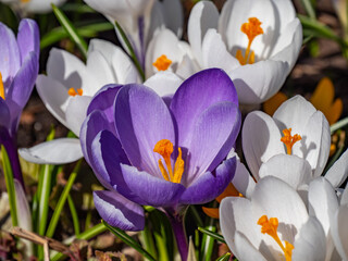 spring crocus flowers