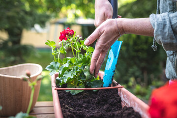 Gardening in spring. Woman with shovel is putting soil into flower pot. Planting geranium plant in...