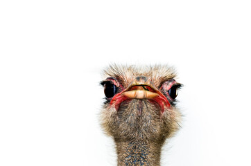 Ostrich head close-up on white background