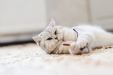 Portrait of White kitten wearing glasses,pet fashion concept.White cat lying on bed.Beautiful light...