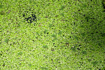 Duckweed in the pond under the shade of the tree in the farmer's garden.
