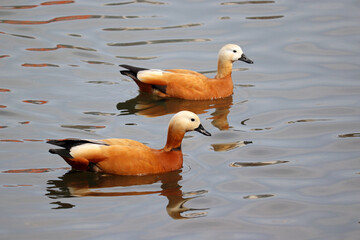 Couple of shelducks (Tadorna ferruginea) swimming on a lake. Male and female wild ducks in water - obrazy, fototapety, plakaty