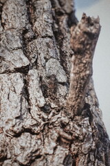 Naklejka premium bark of a tree