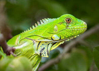 green iguana on a branch