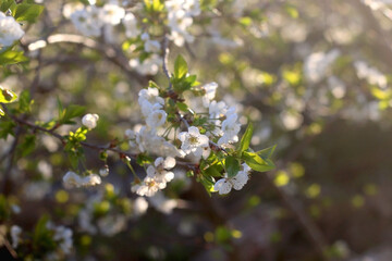 Spring blossoms on a tree. Selective focus.
