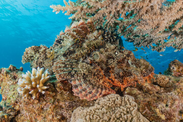 Coral reef and water plants in the Red Sea, Eilat Israel

