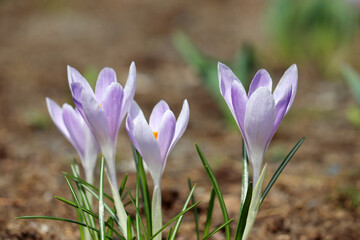 Crocus flowers bloom in the spring garden. Saffron in sunny day